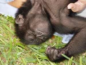 Baby Western Lowland Gorilla